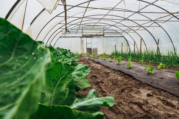 Greenhouse Demolition in Danbury